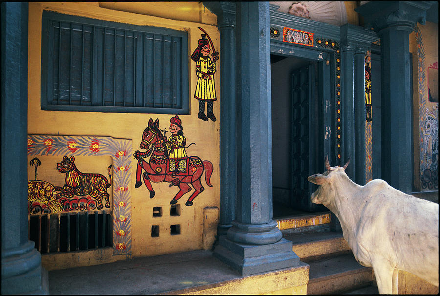 Varanasi Curiosity Photograph by Chris Protopapas