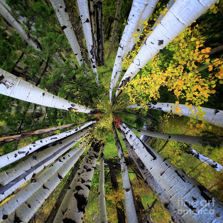 Variations On An Aspen Canopy Photograph by Doug Sturgess