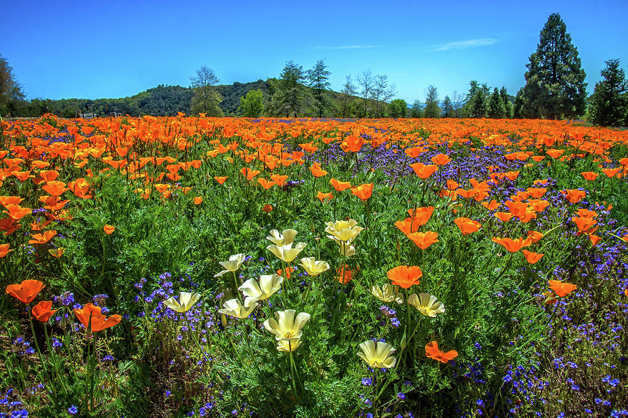 Varied Poppies at the Oak Glen Preserve Photograph by Lynn Bauer