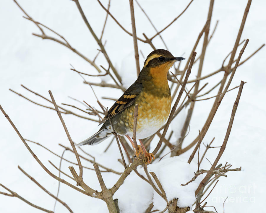 Varied Thrush Photograph by Louise Magno