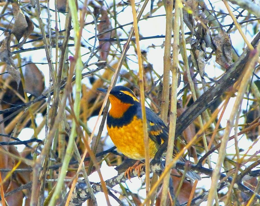 Varied Thrush Photograph by Will Borden