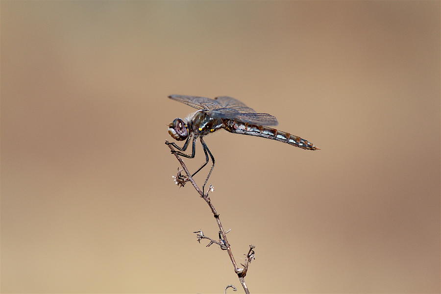 Variegated Meadowhawk Ii Photograph By Nicholas Miller Fine Art America