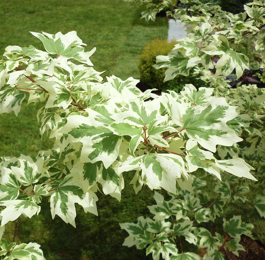 Variegated Norway Maple Photograph By Toni Leland