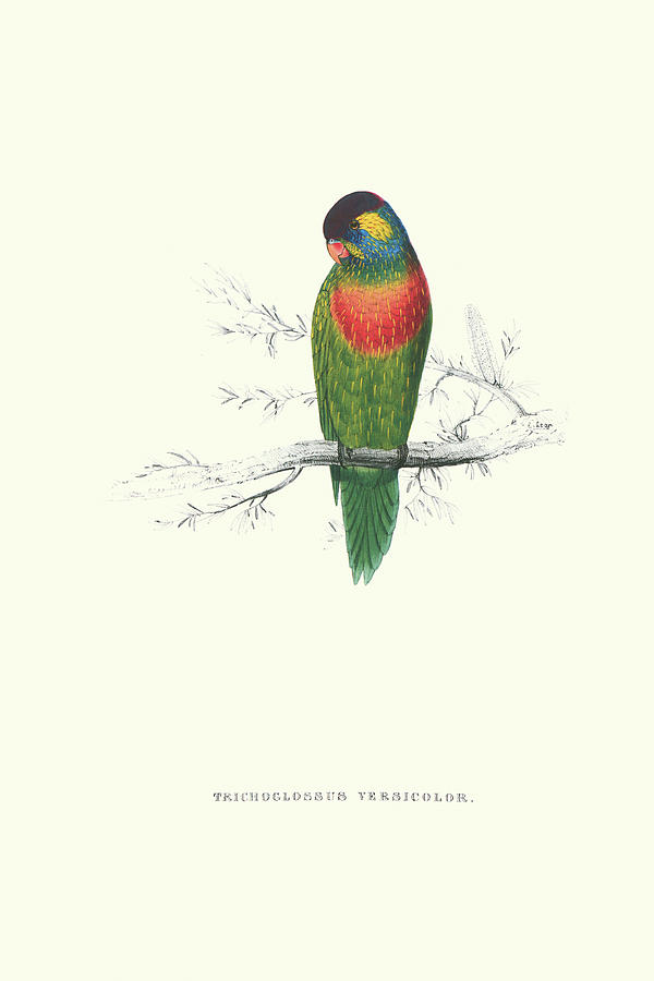 Bird Painting - Variegated Parakeet - Trichoglossus Versicolor by Edward Lear