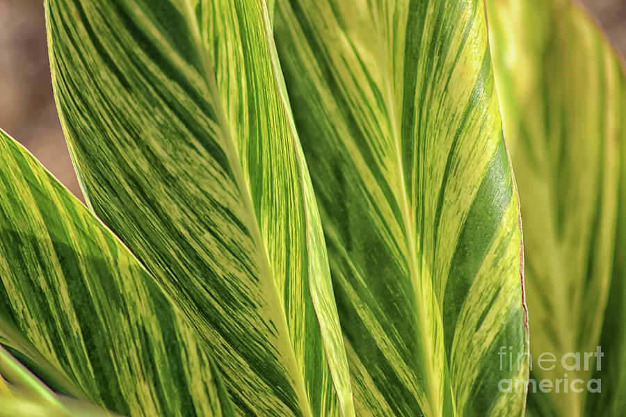 Abstract Photograph - Variegated Shell Ginger by Karen Adams