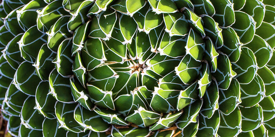 Variegated Succulent by Mark Shoolery Variegated Succulent by Mark Shoolery