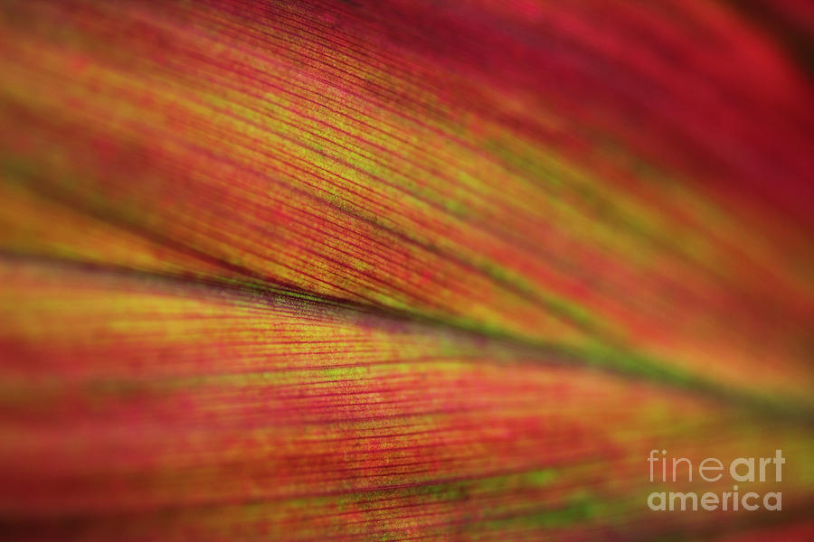 Variegated Ti Leaf by Charmian Vistaunet Variegated Ti Leaf by Charmian Vistaunet
