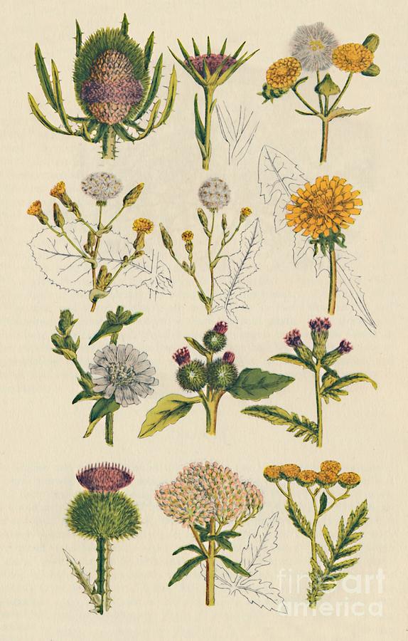 Varieties Of British Wildflowe Drawing by Print Collector