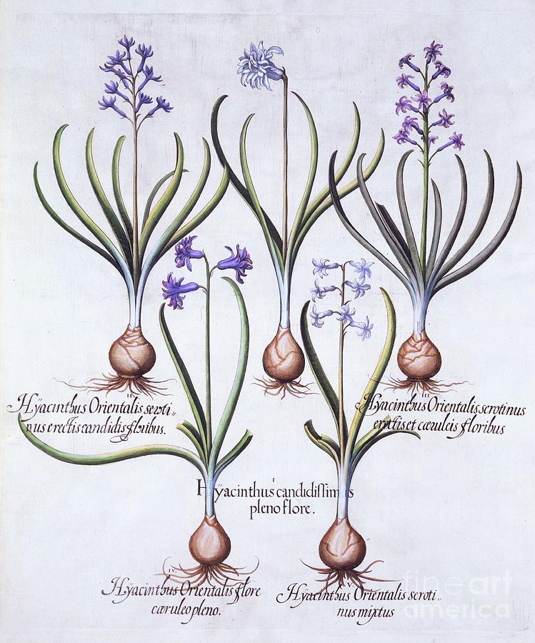 Varieties Of Hyacinth With Bulb Drawing by Heritage Images