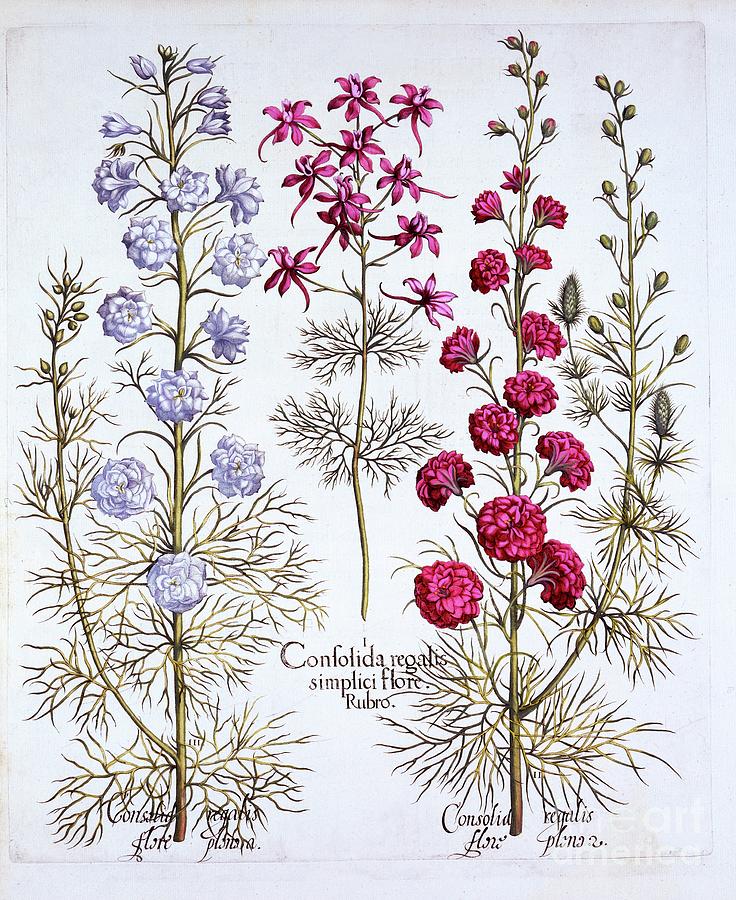 Varieties Of Larkspur by Heritage Images