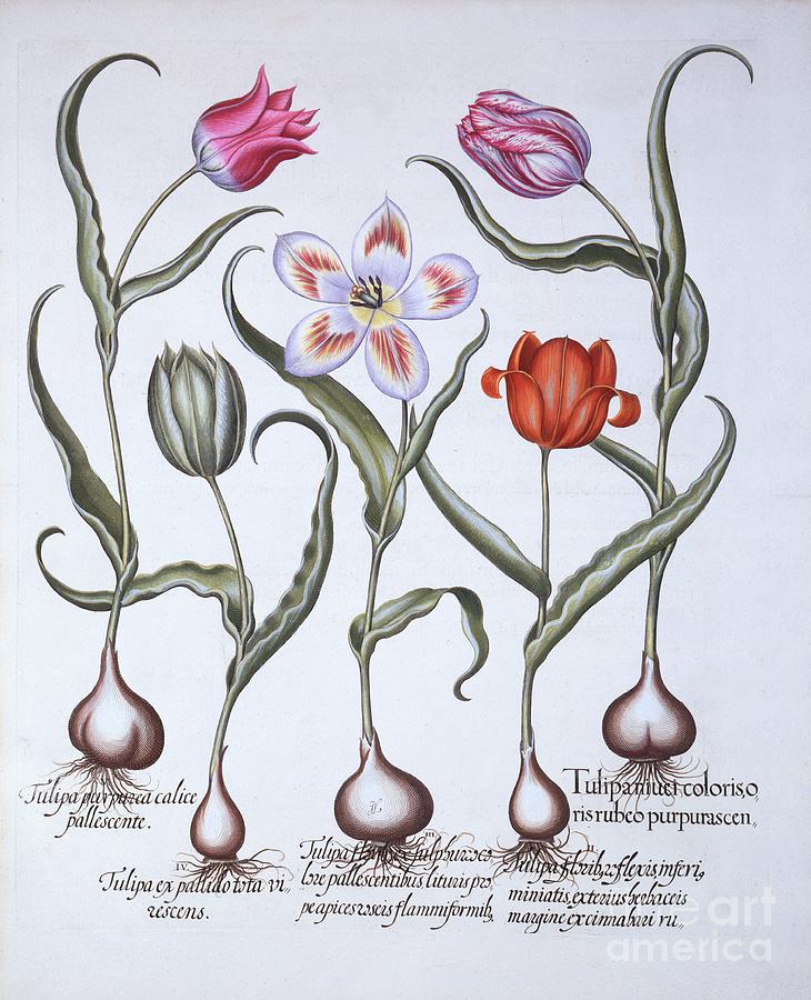 Varieties Of Tulip Drawing by Heritage Images