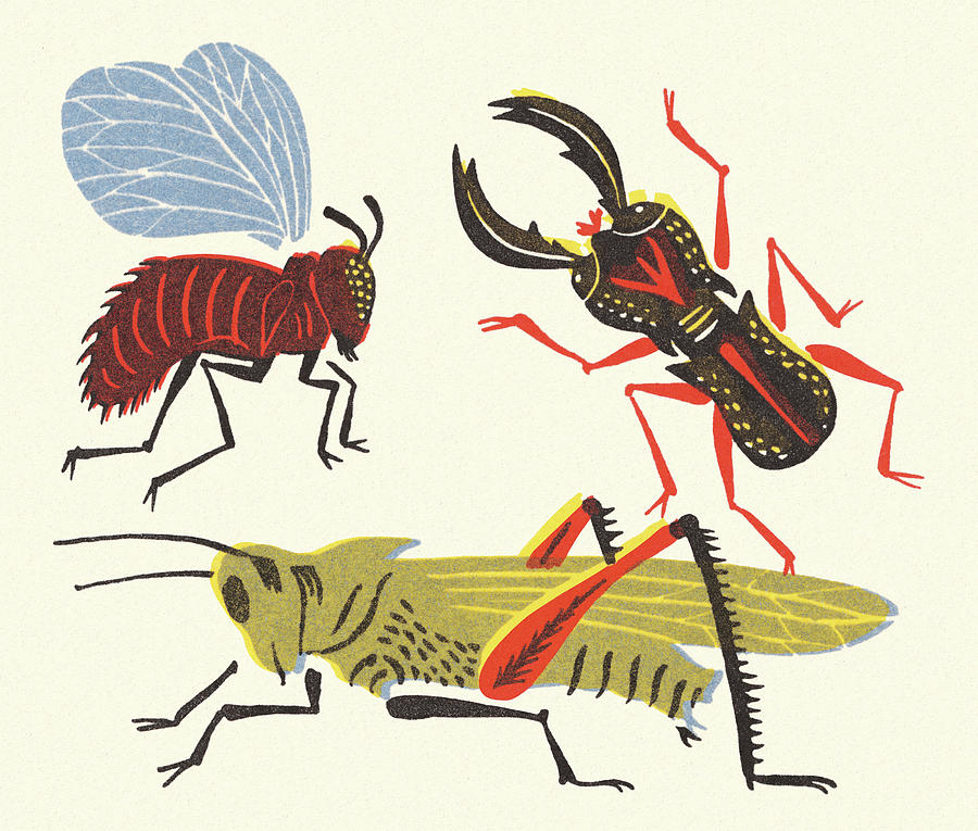 Grasshopper Drawing - Variety of Bugs by CSA Images