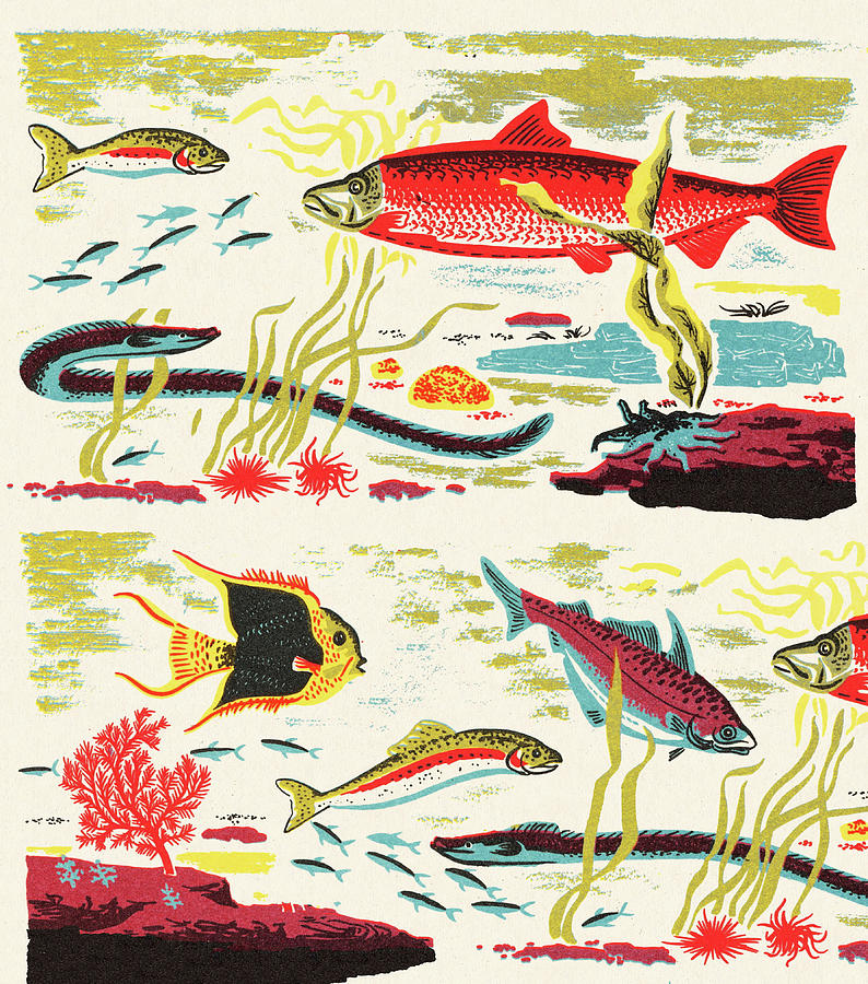 Variety of Fish and Aquatic Animals Drawing by CSA Images - Pixels