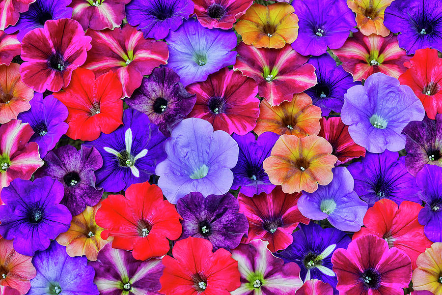 Variety Of Petunia Flowers In Pattern Photograph by Darrell Gulin ...