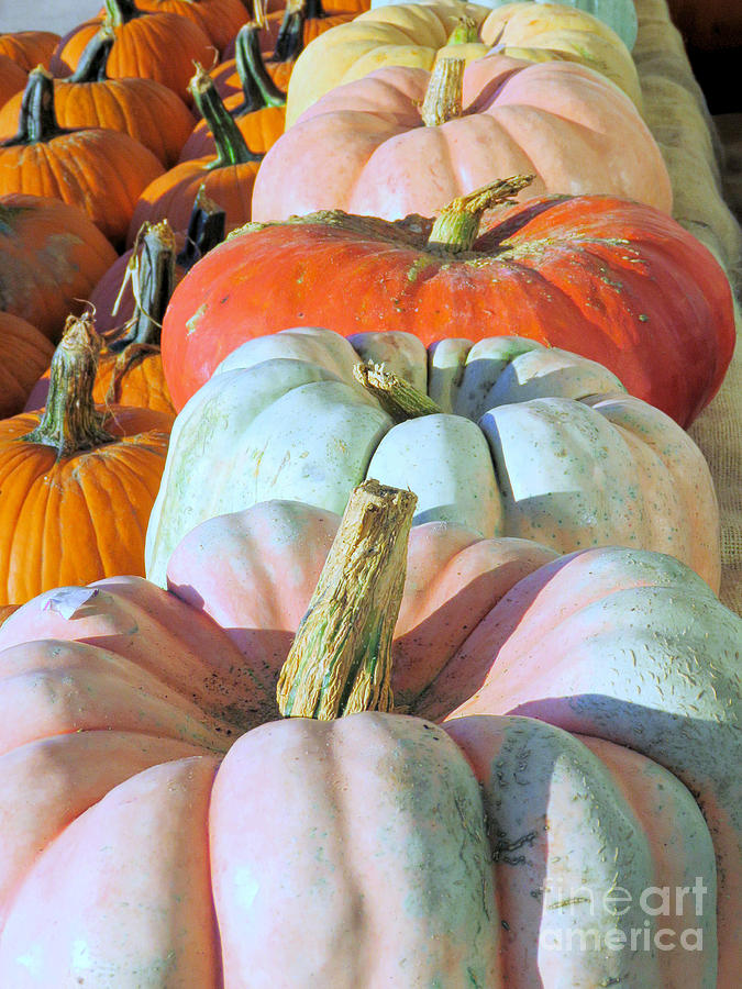 Variety of Pumpkins Photograph by Janice Drew