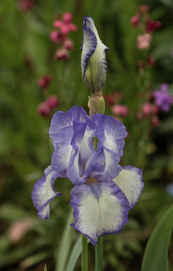 Variegated Iris in Lavender Photograph by E Faithe Lester