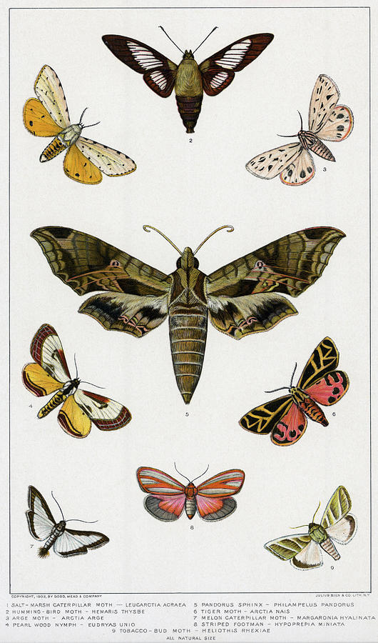 Various American Mothslithograph Photograph by Bettmann