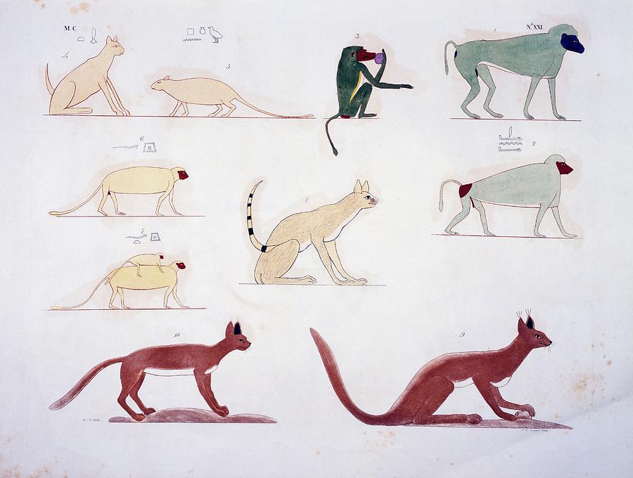 Various Animals, From The Tomb Of Beni Photograph by Dea / G. Lovera