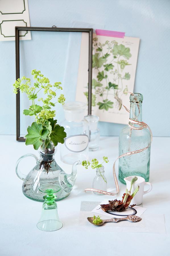 Various Apothecary Jars And Ladys Mantle Leaves And Flowers Photograph by Cornelia Weber