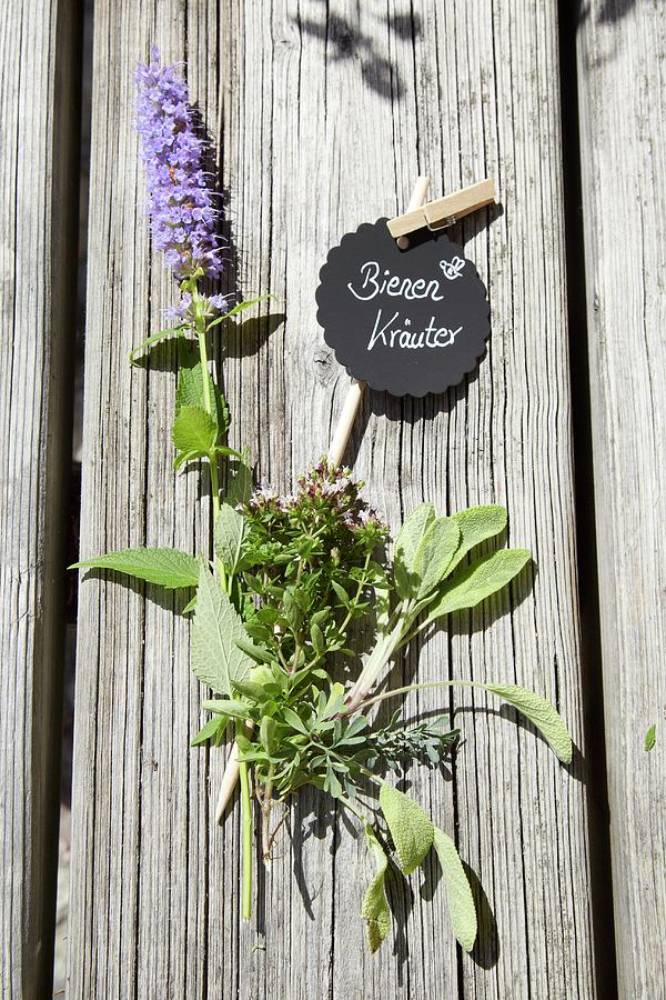 Various Bee-friendly Herbs With Hand-made Plant Label Photograph by Heidi Frhlich