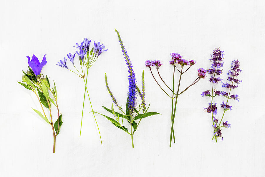 Various Blue And Purple Summer Flowers incl. Bellflower, Oregano Photograph by Sabine Lscher