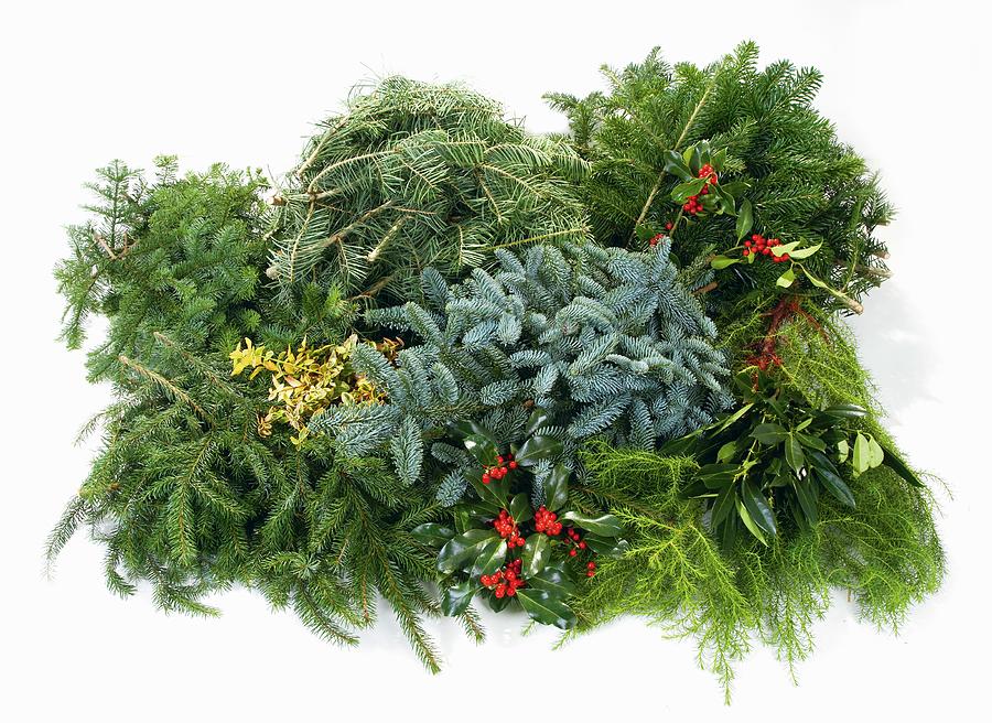 Various Branches For Making Advent Wreath fir, Pine, Holly, Bay Photograph by Selbermachen Media / Chris Lambertsen
