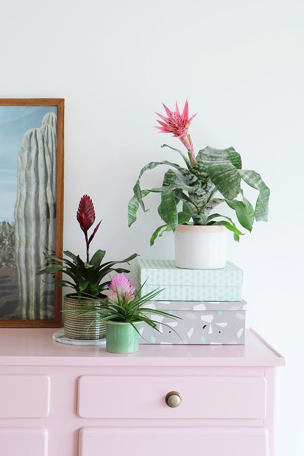 Various Bromeliads In Top Of Pink Chest Of Drawers Photograph by Marij Hessel