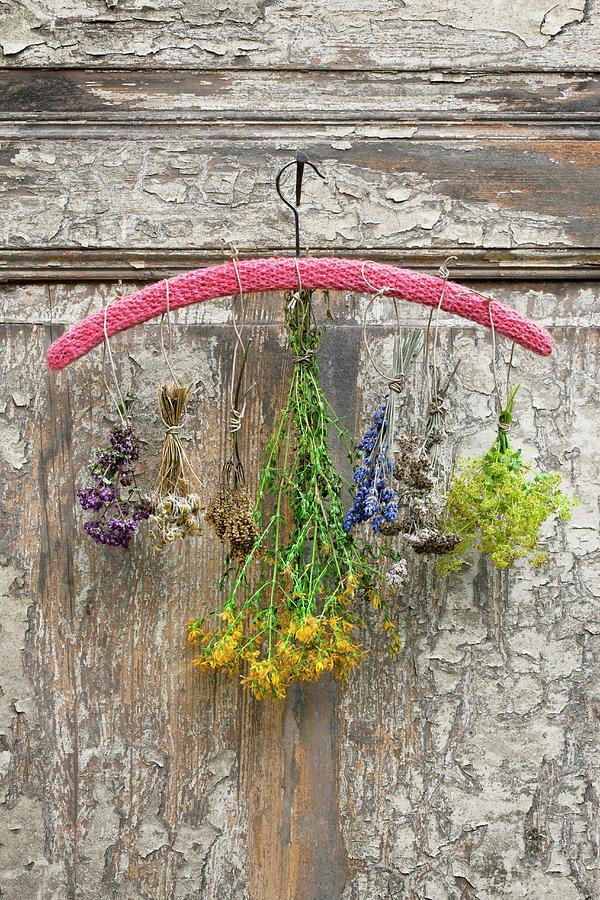 Various Bunches Of Dried Herbs Hanging On A Crocheted Hanger On A Nail On An Old Wooden Door Photograph by Sabine Lscher