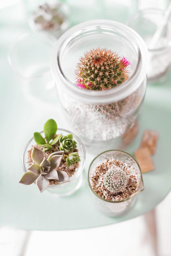 Various Cacti In Terrariums Made From Glass Jars Photograph by Sabine Lscher