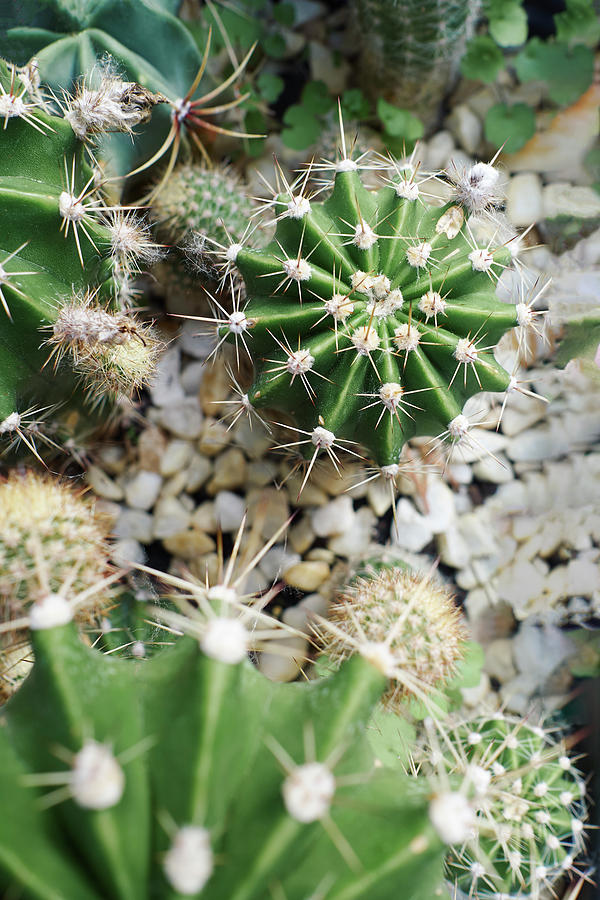 Nature Photograph - Various Cacti With Decorative Stones by Cavan Images