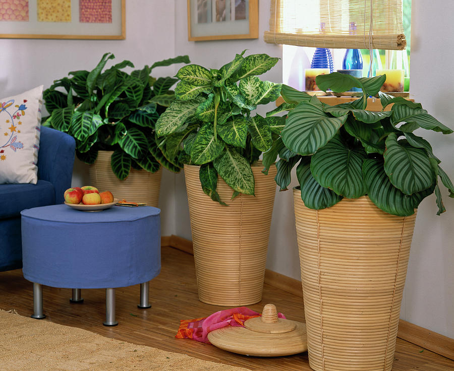 Various Calathea In High Braided Planters, Blue Stool Photograph by Friedrich Strauss