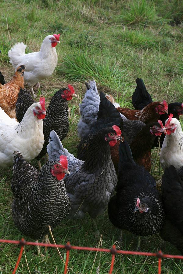 Various Different Coloured Chickens In A Meadow Photograph by Regina ...