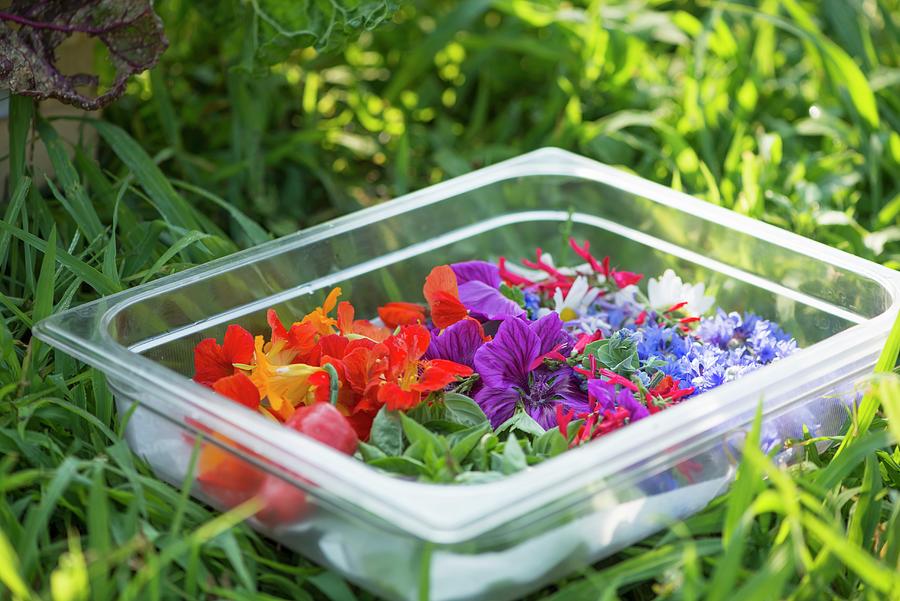 Various Edible Flowers In A Plastic Container Photograph by Michael