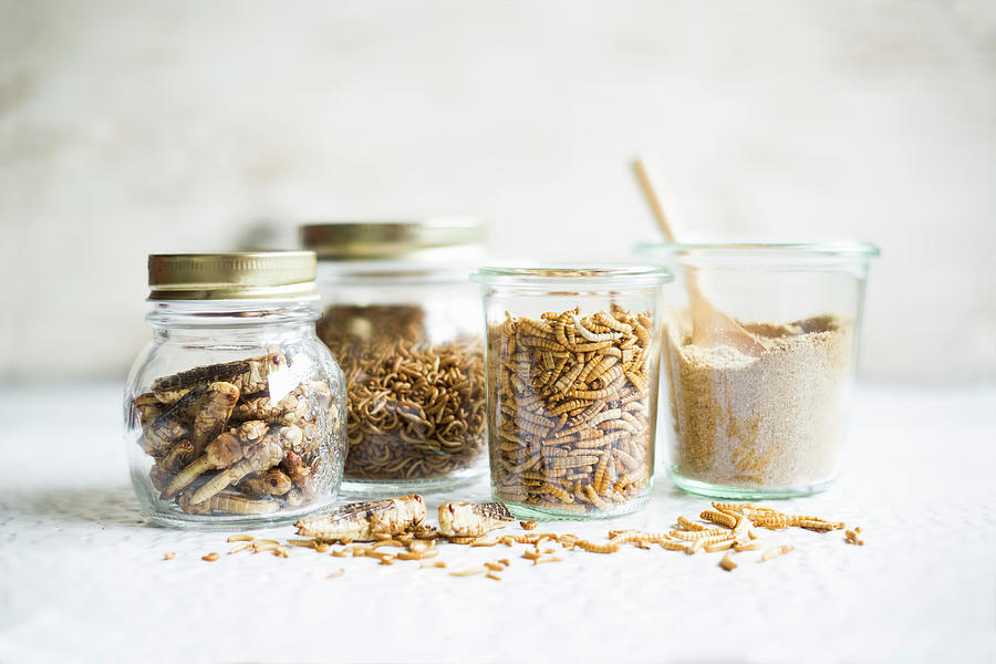 Various Edible Insects In Screw-top Jars: Grasshoppers, Buffalo Worms, Mealworms And Buffalo Worm Flour Photograph by Sabine Lscher