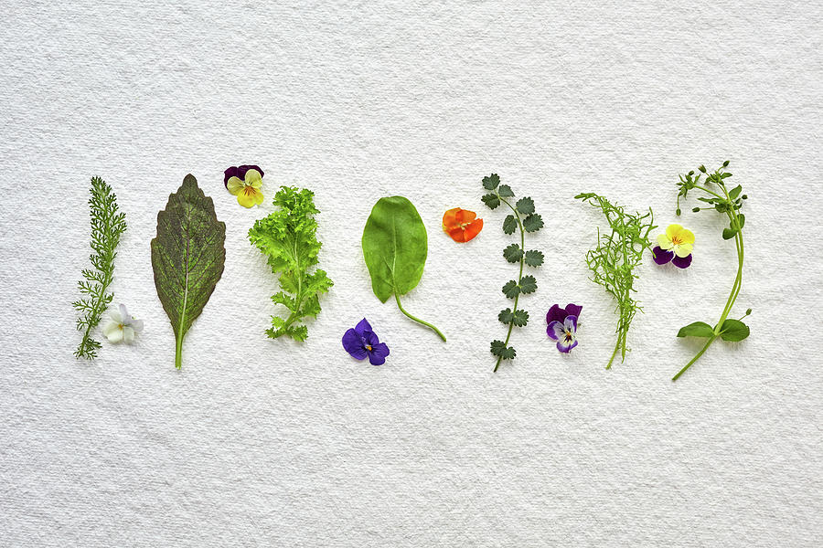 Various Edible Wild Herbs, Mustard Leaves And Flowers Photograph by Herbert Lehmann