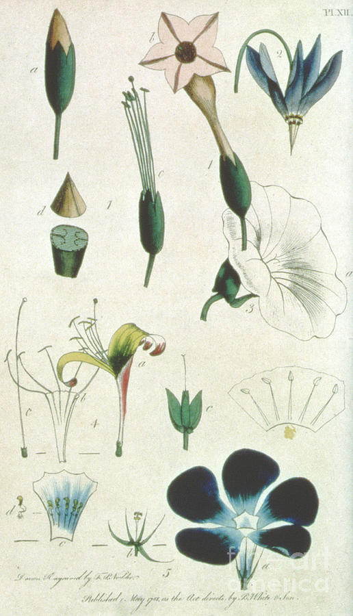 Various flowers with five stamens, illustrating elements of Botany as explained by Carolus Linnaeus Drawing by Frederick Polydor Nodder