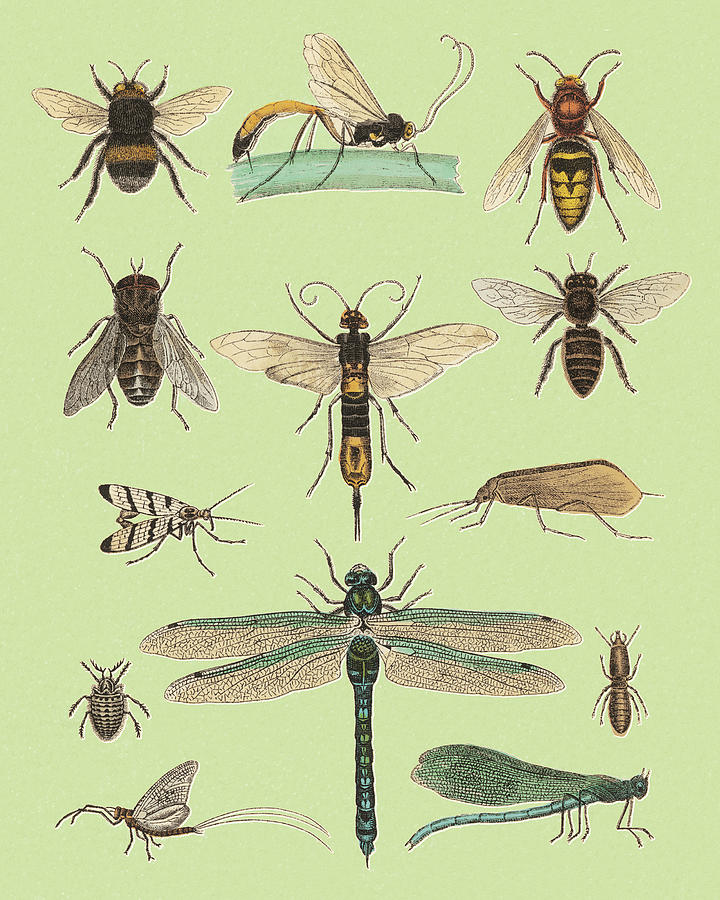 Vintage Drawing - Various Flying Insects by CSA Images