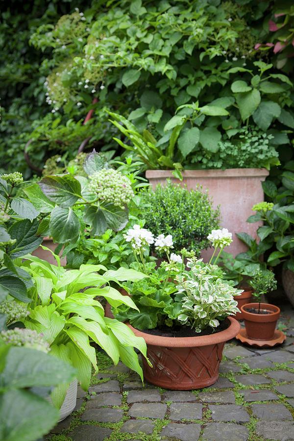 Various Foliage Plants, Some In Terracotta Pots On Paved Area In Garden Photograph by Sibylle Pietrek