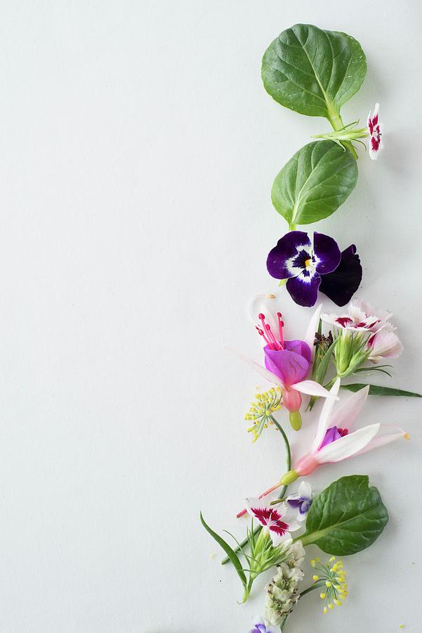 Various Fresh Herbs And Spring Flowers Photograph by Great Stock!
