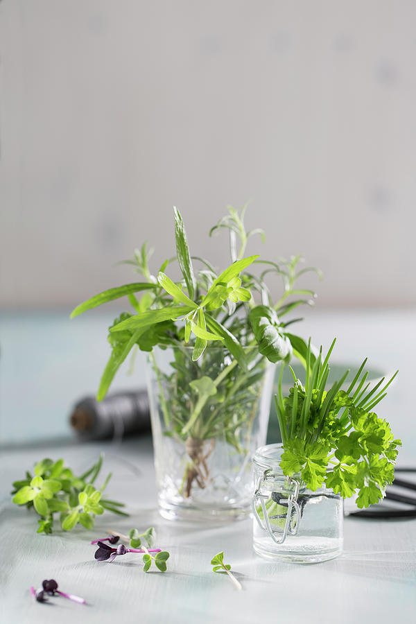 Various Fresh Herbs In A Glass Photograph by Jennifer Braun