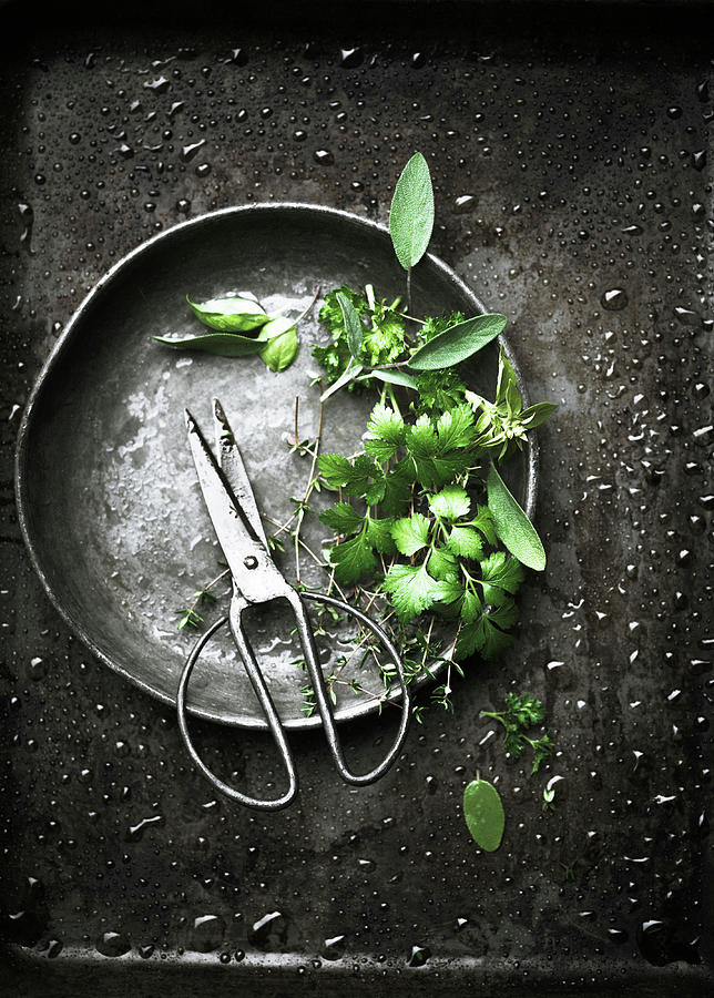 Various Freshly Washed Herbs With Scissors Photograph by Kati Neudert