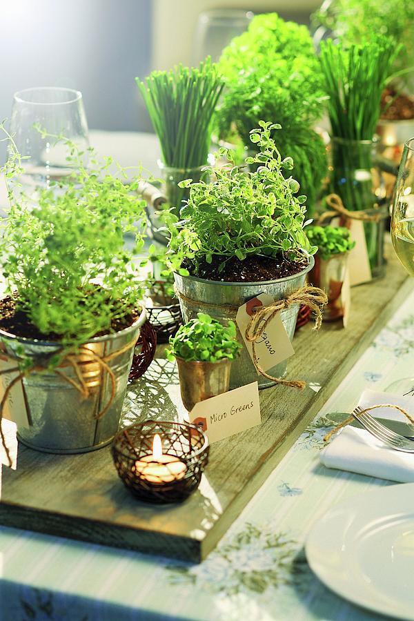 Various Herbs In Metal Pots On A Laid Table Photograph by Perry Jackson