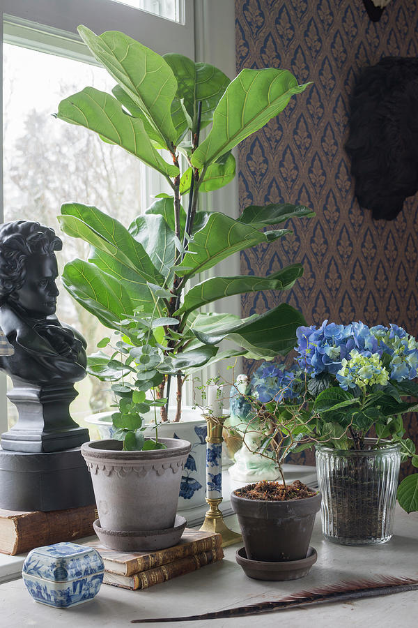 Various Houseplants And Classic Ornaments On Windowsill Photograph by Cecilia Mller