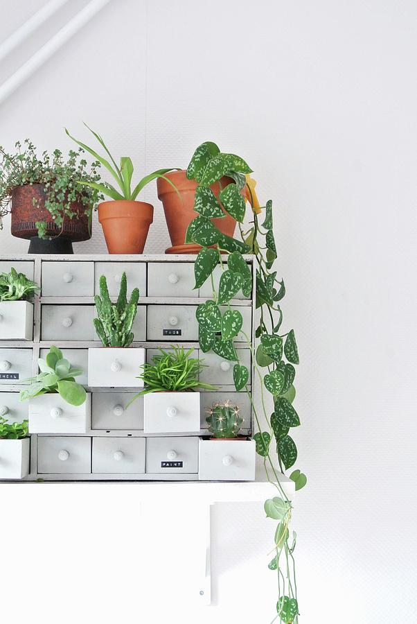 Various Houseplants On And In Chest Of Drawers Photograph by Marij Hessel