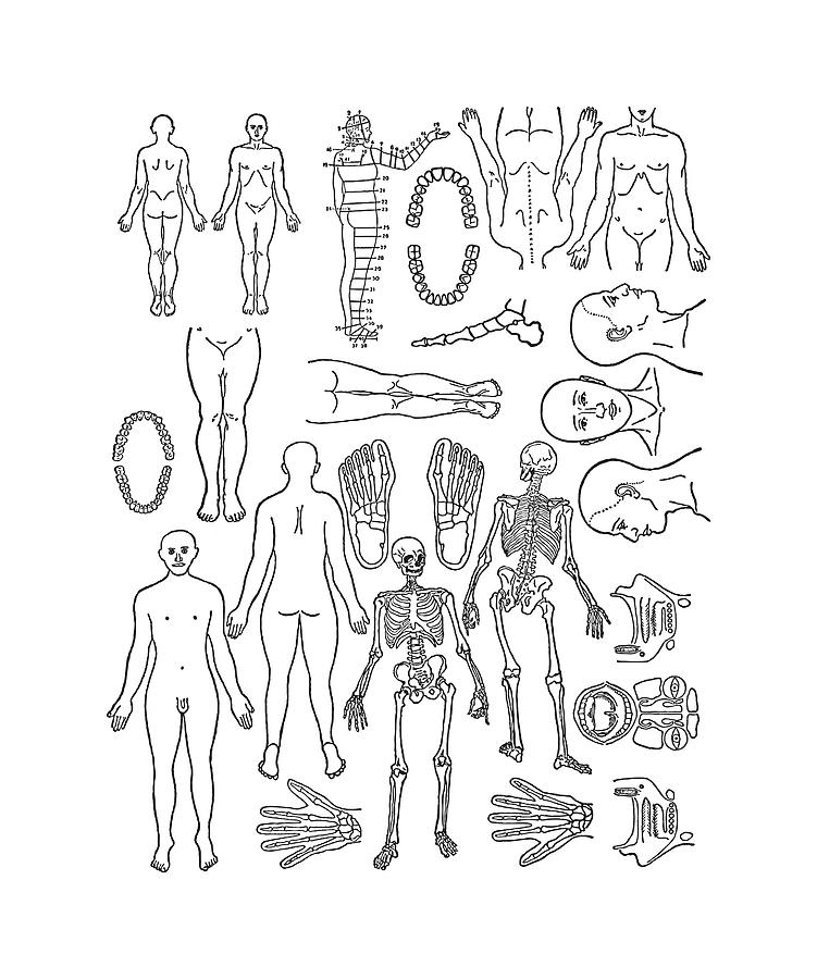 Human Body Parts drawing free image download-saigonsouth.com.vn