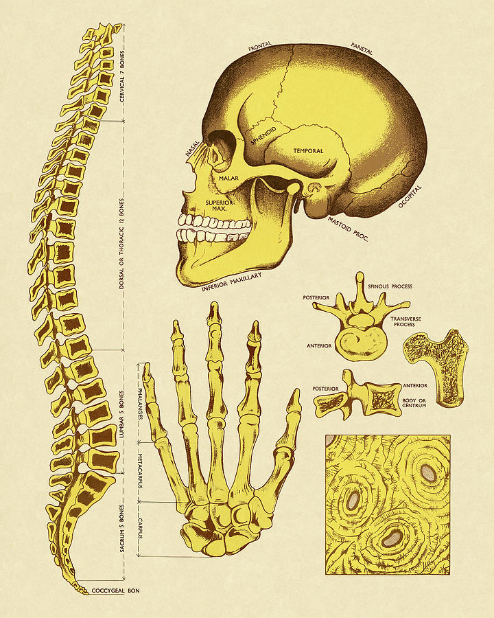 Vintage Drawing - Various Human Bones by CSA Images