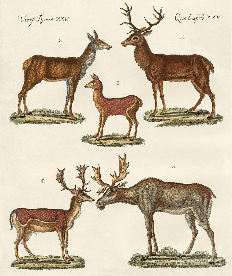 Various kinds of deer Drawing by German School