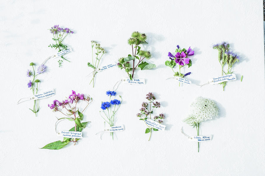 Various Labelled Wildflowers On White Surface Photograph by Bildhbsch
