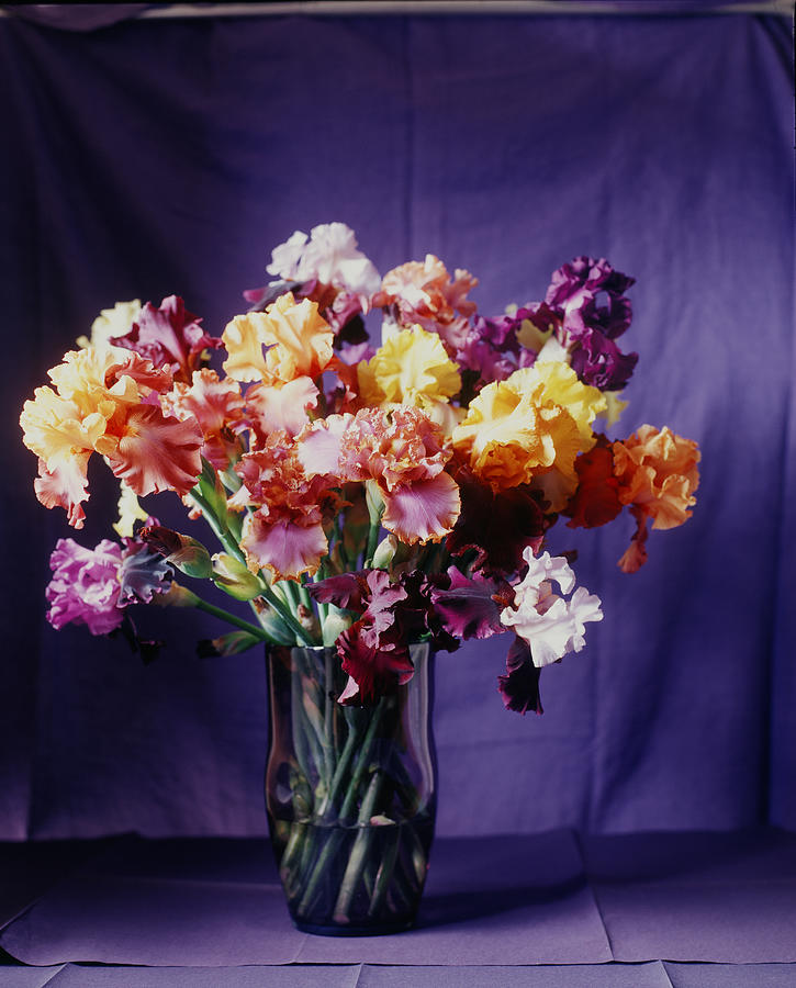 Various Multi-colored Irises In A Vase Photograph by Victoria Pearson