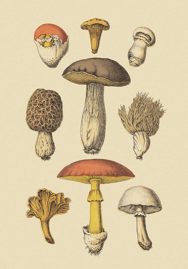 Mushroom Drawing - Various Mushrooms by CSA Images